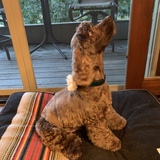 Entry image for Jake the fabulous foster dog