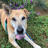 Entry image for Sugar the sweetest pup
