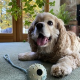 Entry image for Phoebe 