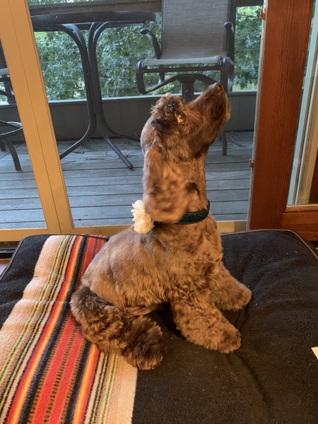 Jake the fabulous foster dog