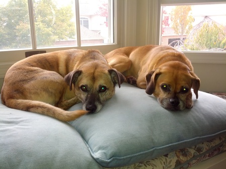 Joey and Dixie