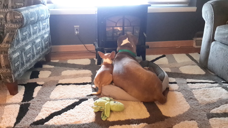 Bella and Murphy 