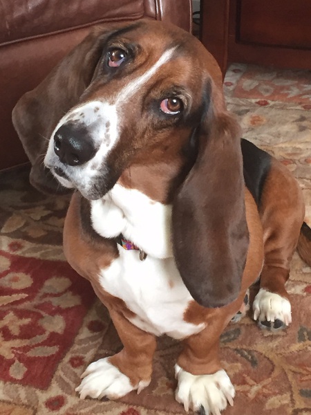 Daisy Mae