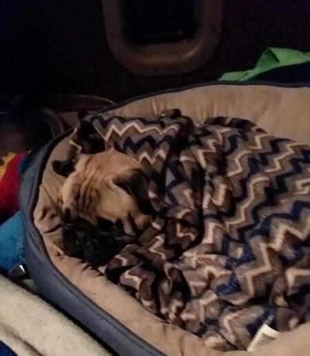 Mr Pugsley