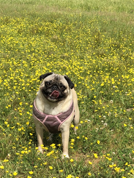 Myrtle