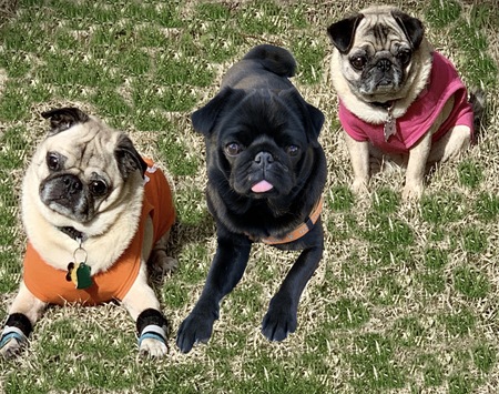 Rascal, Sissy, and Loka