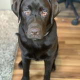 Entry image for Tank