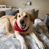 Entry image for Boomer