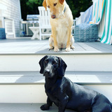 Entry image for Gracie & Arnie