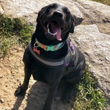 Entry image for Abby