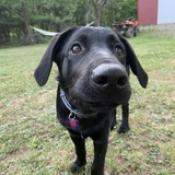 Entry image for Augie 