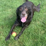 Entry image for Henry