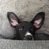 Entry image for Fulton