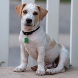 Entry image for Patches