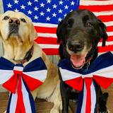 Entry image for Solly and Daisy