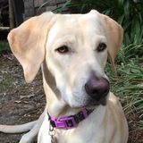 Entry image for Ginger