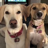 Entry image for Ginger & Pixie