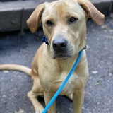 Entry image for Cody