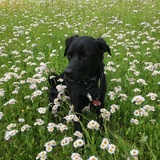 Entry image for Buster (in the Bachelor Buttons)