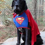 Entry image for Solly 