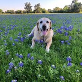 Entry image for Honey