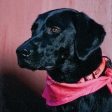 Entry image for Belle