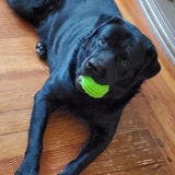 Entry image for Sammie