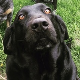 Entry image for Luna