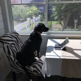 Entry image for Maggie