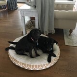 Entry image for Minnie and Maggie