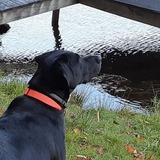 Entry image for Finn