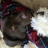 Entry image for Gemma 