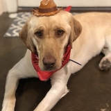 Entry image for Hank