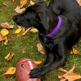 Entry image for TOBY 