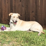 Entry image for Willow