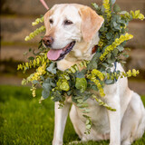 Entry image for Lexington