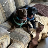 Entry image for Lola (chocolate lab); Moxie (black lab)