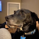 Entry image for Ollie