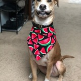 Entry image for Gibbs 