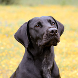 Entry image for Morgan