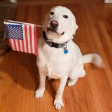 Entry image for Finnegan 