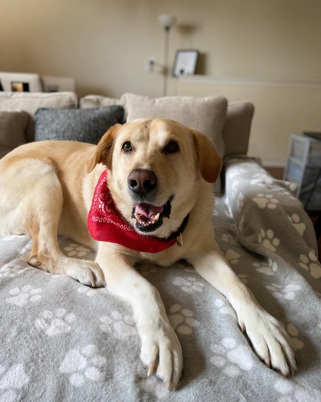 Entry image for Boomer. Clicking this image will show a larger photo