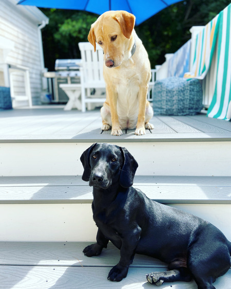 Entry image for Gracie & Arnie. Clicking this image will show a larger photo