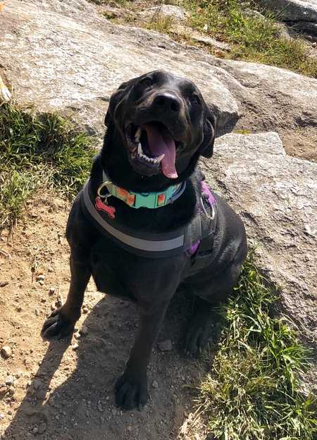 Entry image for Abby. Clicking this image will show a larger photo