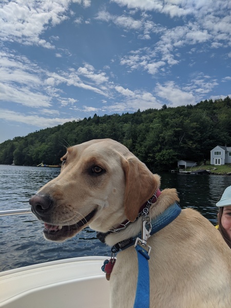 Entry image for Henry. Clicking this image will show a larger photo