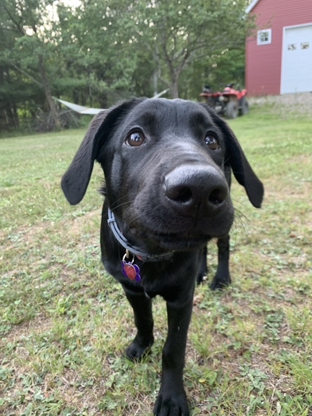 Entry image for Augie . Clicking this image will show a larger photo