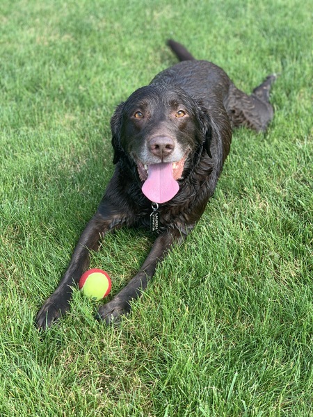 Entry image for Henry. Clicking this image will show a larger photo