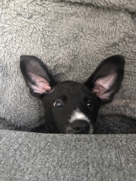 Entry image for Fulton. Clicking this image will show a larger photo