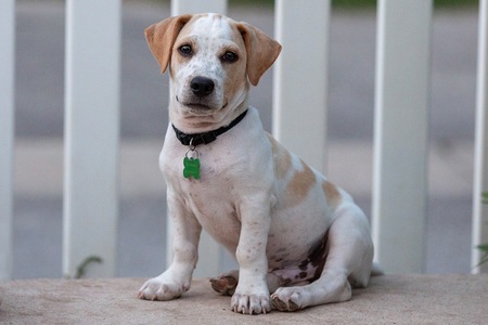 Entry image for Patches. Clicking this image will show a larger photo