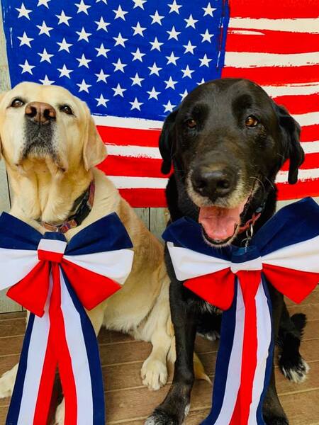 Entry image for Solly and Daisy. Clicking this image will show a larger photo